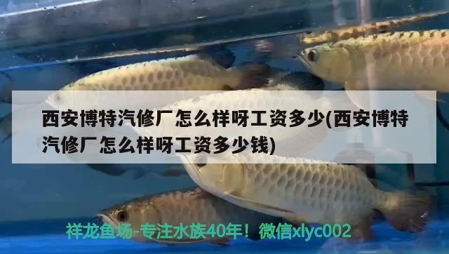 西安博特汽修廠怎么樣呀工資多少(西安博特汽修廠怎么樣呀工資多少錢)