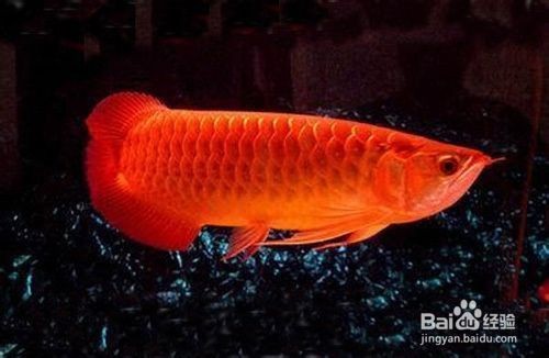 金龍魚的魚缸，關于金龍魚魚缸的一些關鍵點