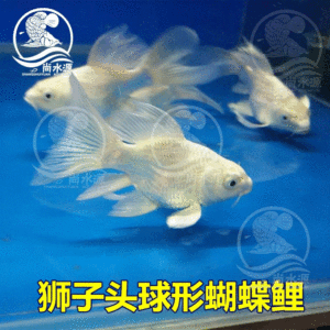 魟魚白色：關于魟魚顏色的一些詳細信息