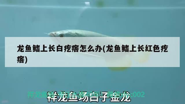 龍魚身上長白疙瘩vs祥龍魚場：龍魚身上長白疙瘩怎么辦