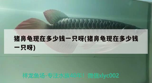 我的虎魚真菌感染了要怎么處理 豬鼻龜現在多少錢一只呀(豬鼻龜現在多少錢一只呀) 豬鼻龜百科 豬鼻龜現在多少錢一只呀(豬鼻龜現在多少錢一只呀) 豬鼻龜現在多少錢一只呀(豬鼻龜現在多少錢一只呀) 豬鼻龜百科