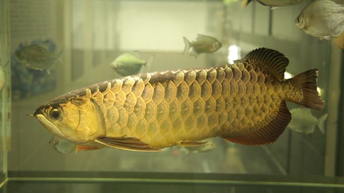 過背金龍魚喂什么發(fā)色好看：過背金龍魚發(fā)色好壞受到多種因素影響金龍魚的發(fā)色美觀
