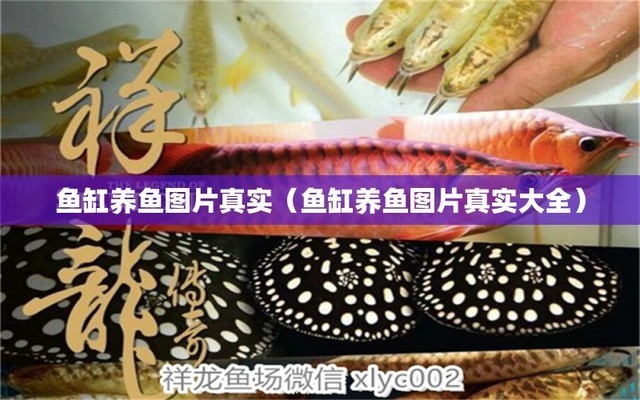 新購金魚怎樣處理后放在魚缸
