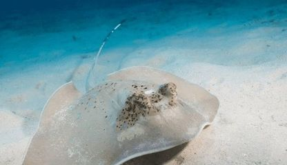 魟魚被咬：當魟魚被其他魚類咬傷時 魟魚被咬：當魟魚被其他魚類咬傷時 魟魚百科 第1張