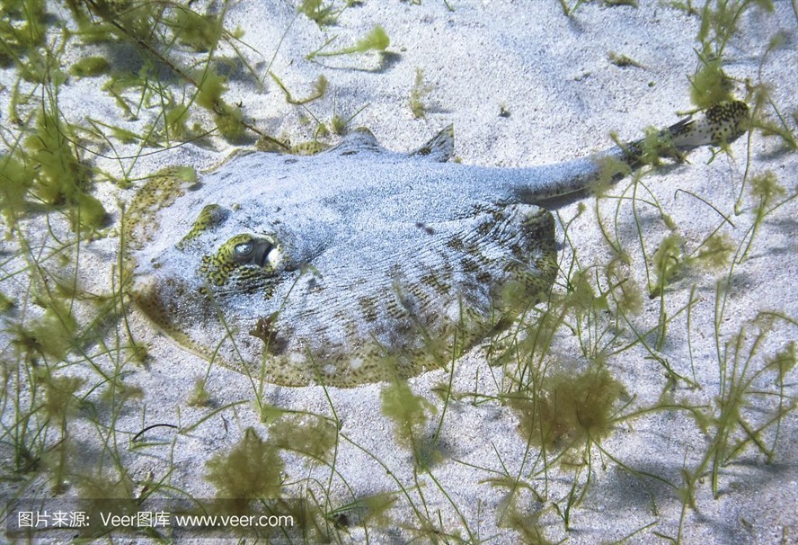 魟魚被咬：當魟魚被其他魚類咬傷時 魟魚被咬：當魟魚被其他魚類咬傷時 魟魚百科 第2張