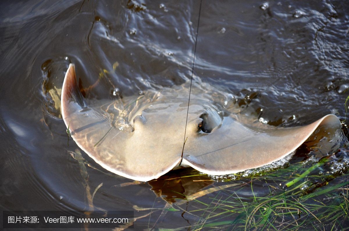 魟魚被咬：當魟魚被其他魚類咬傷時 魟魚被咬：當魟魚被其他魚類咬傷時 魟魚百科 第3張