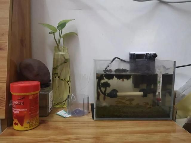 床頭柜放小魚缸好不好：床頭柜上放置魚缸時要注意以下幾點風水原則和影響