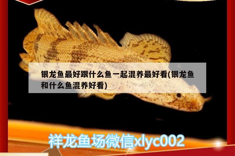 銀龍魚最好跟什么魚一起混養最好看(銀龍魚和什么魚混養好看) 銀龍魚最好跟什么魚一起混養最好看(銀龍魚和什么魚混養好看) 銀龍魚百科
