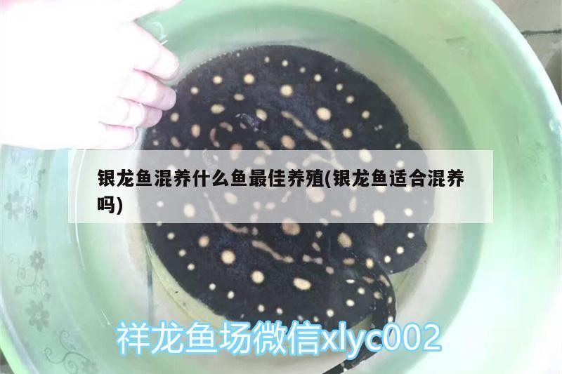 銀龍魚混養什么魚最佳養殖(銀龍魚適合混養嗎)
