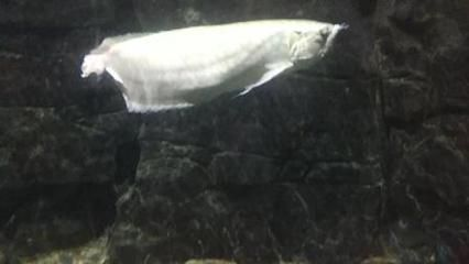 能再給我幾種將樂龍魚的做法嗎