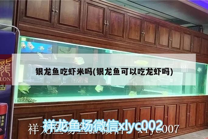 銀龍魚吃蝦米嗎(銀龍魚可以吃龍蝦嗎)