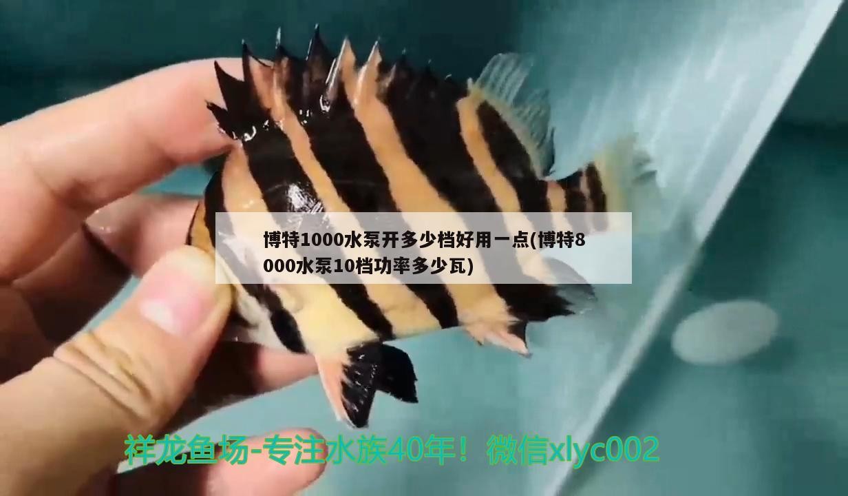 博特1000水泵開多少檔好用一點(diǎn)(博特8000水泵10檔功率多少瓦)
