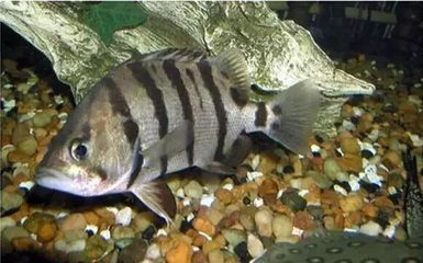 虎魚多大算成年：虎魚的成年大小可以根據不同的虎魚品種有所不同
