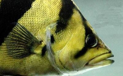 虎魚多大算成年：虎魚的成年大小可以根據不同的虎魚品種有所不同