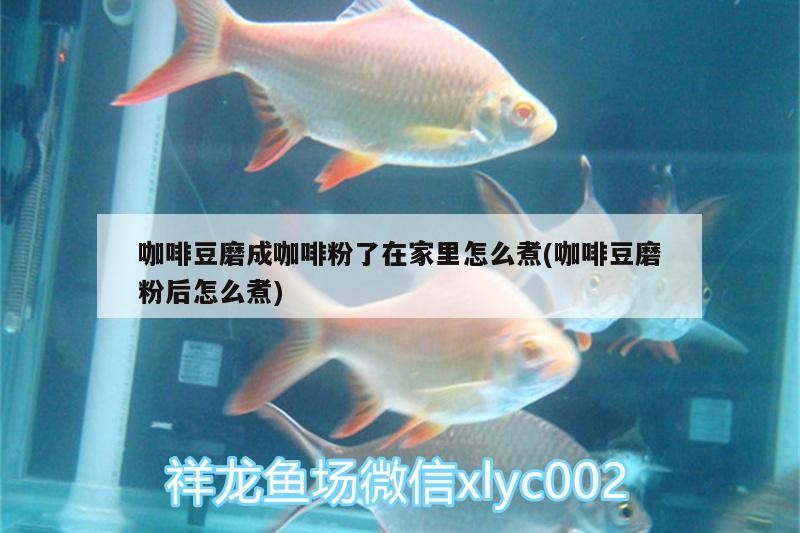 咖啡豆磨成咖啡粉了在家里怎么煮(咖啡豆磨粉后怎么煮) 咖啡豆磨成咖啡粉了在家里怎么煮(咖啡豆磨粉后怎么煮) 馬來西亞咖啡