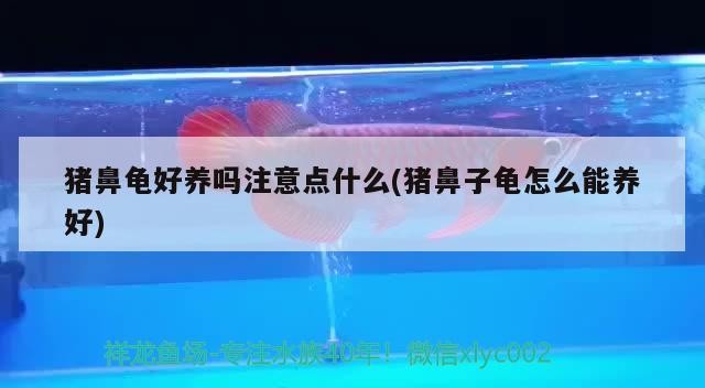 豬鼻龜好養(yǎng)嗎注意點什么(豬鼻子龜怎么能養(yǎng)好)