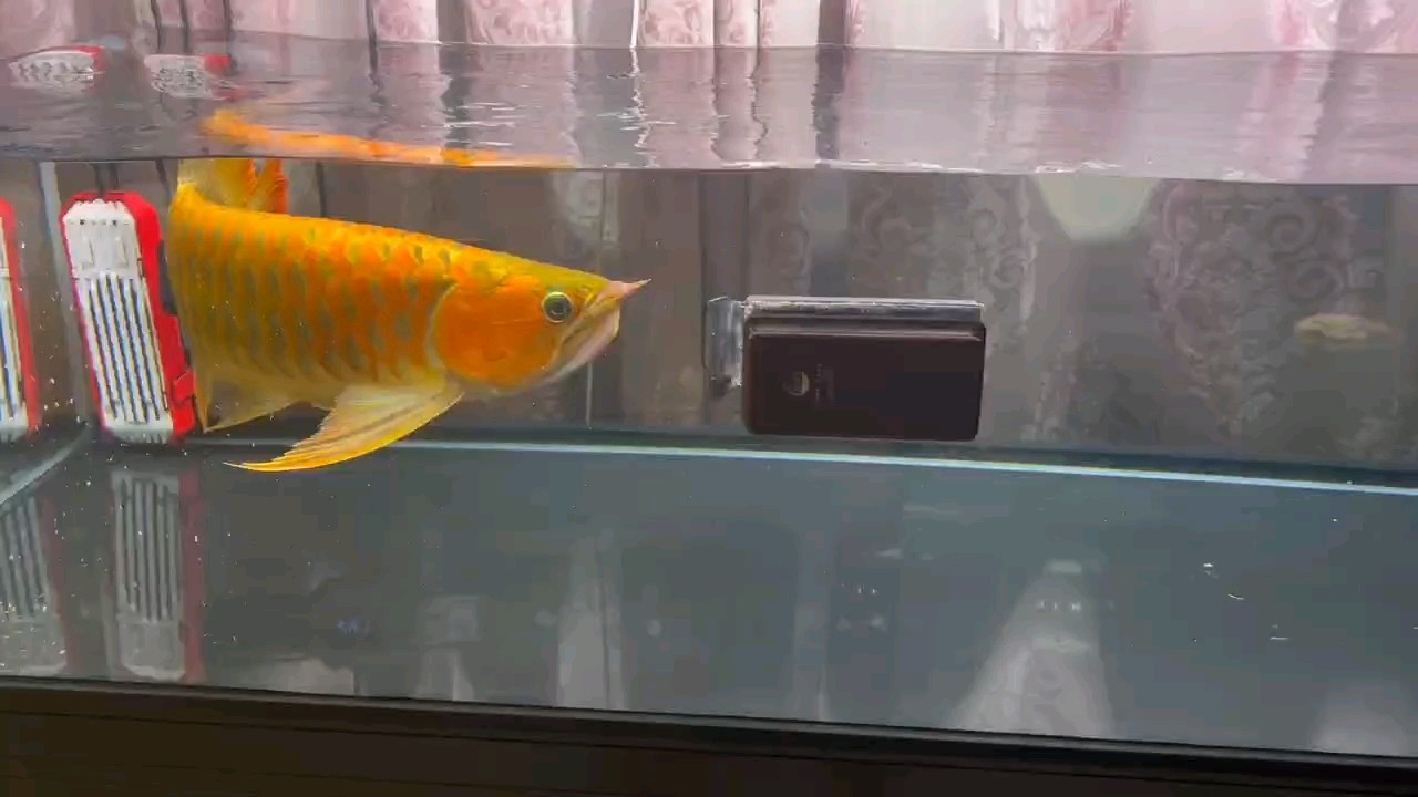 55公分
