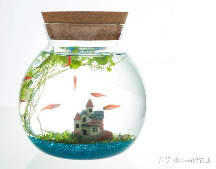 大塑料瓶diy魚缸制作：塑料瓶diy魚缸制作方法 大塑料瓶diy魚缸制作：塑料瓶diy魚缸制作方法 魚缸百科 第1張