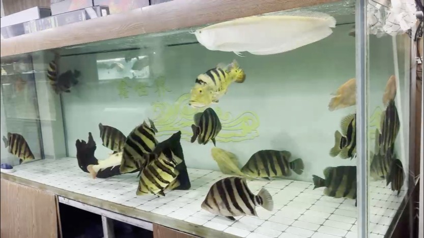 Big虎魚！