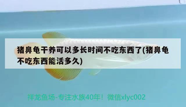 豬鼻龜干養可以多長時間不吃東西了(豬鼻龜不吃東西能活多久)