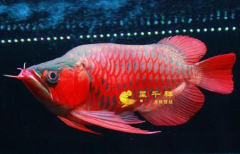 酒紅眼和正紅眼白子魟魚：酒紅眼和正紅眼白子的區別