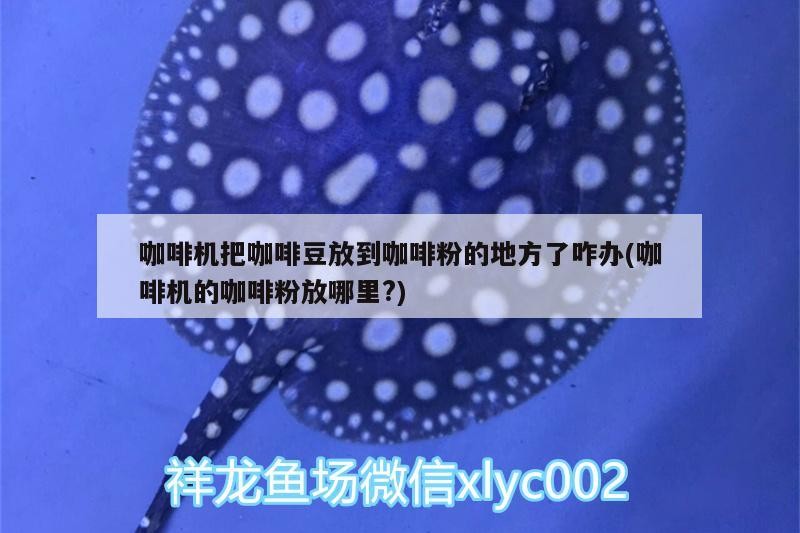 咖啡機把咖啡豆放到咖啡粉的地方了咋辦(咖啡機的咖啡粉放哪里?)