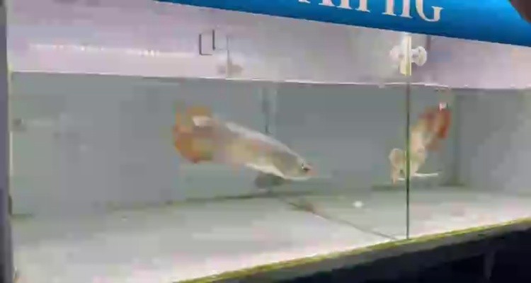 18左缸-印尼大湖純血小紅龍，越大越漂亮品種。
