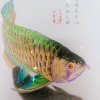 3元一條小金龍魚 3元一條小金龍魚 龍魚百科 第2張