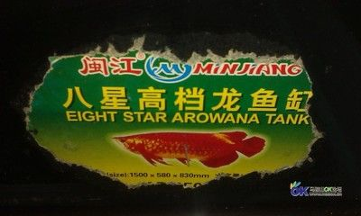 馬鞍山龍魚vs祥龍魚場（馬鞍山龍魚市場與祥龍魚場各有優勢）