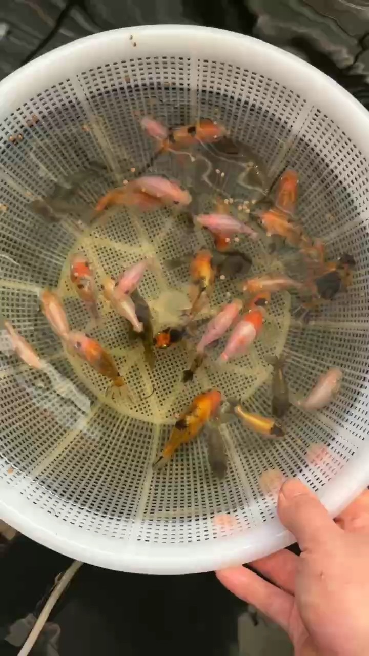 龍魚怕什么 小蘭壽苗25包郵 龍魚論壇 小蘭壽苗25包郵 小蘭壽苗25包郵 龍魚論壇