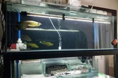 養龍魚買什么魚缸最好看：養龍魚買什么魚缸好 養龍魚買什么魚缸最好看：養龍魚買什么魚缸好 龍魚百科 第4張