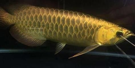 龍魚趴缸不動是什么原因vs祥龍魚場：導致龍魚趴缸不動的原因及解決方法 龍魚趴缸不動是什么原因vs祥龍魚場：導致龍魚趴缸不動的原因及解決方法 vs祥龍魚場 第3張