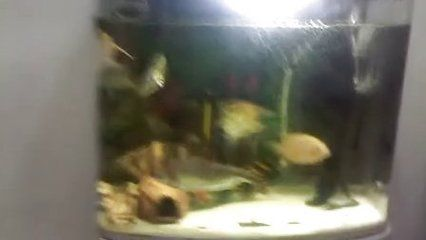 虎魚多久喂一次:虎魚的喂食頻率應(yīng)該如何調(diào)整 虎魚百科 第2張 虎魚多久喂一次:虎魚的喂食頻率應(yīng)該如何調(diào)整 虎魚多久喂一次:虎魚的喂食頻率應(yīng)該如何調(diào)整 虎魚百科 第2張