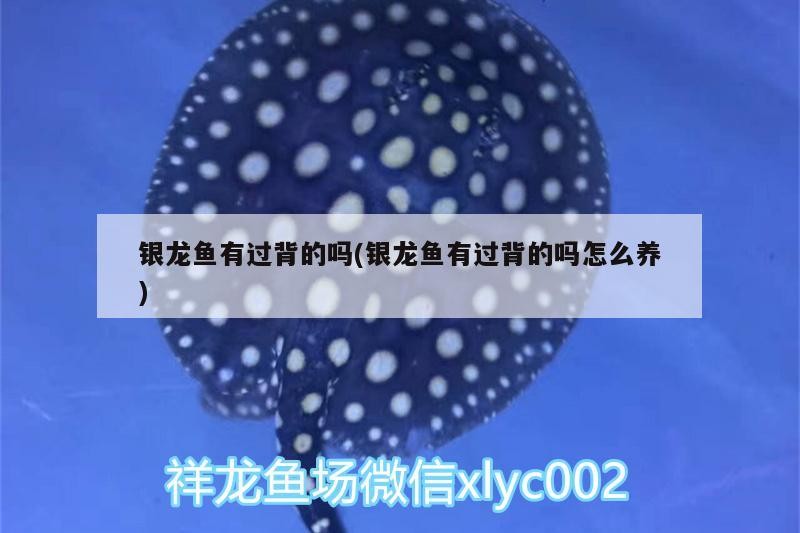 銀龍魚有過背的嗎(銀龍魚有過背的嗎怎么養)