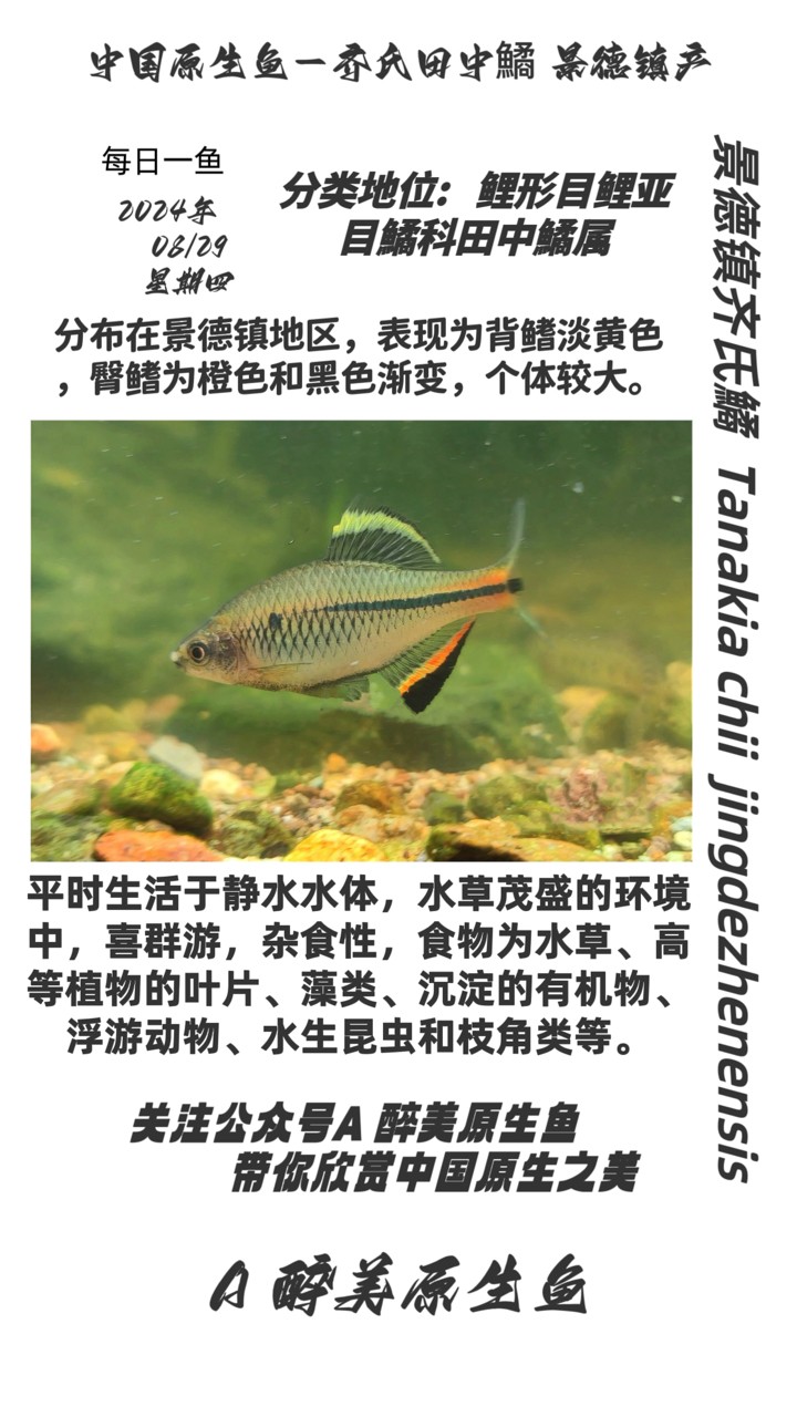 景德鎮(zhèn)齊氏鱊