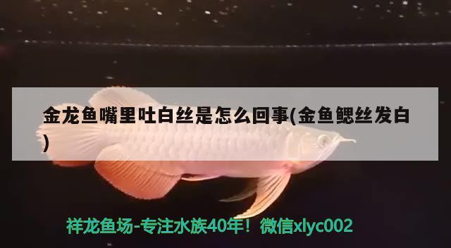 金龍魚嘴里吐白絲是怎么回事(金魚鰓絲發(fā)白)