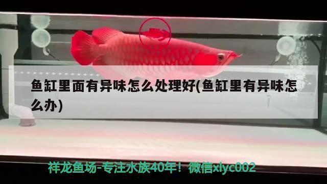 魚缸里面有異味怎么處理好(魚缸里有異味怎么辦)
