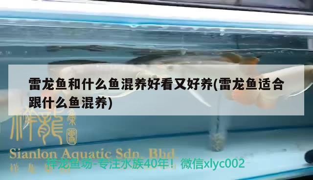 雷龍魚和什么魚混養好看又好養(雷龍魚適合跟什么魚混養) 雷龍魚和什么魚混養好看又好養(雷龍魚適合跟什么魚混養) iwish愛唯希品牌魚缸