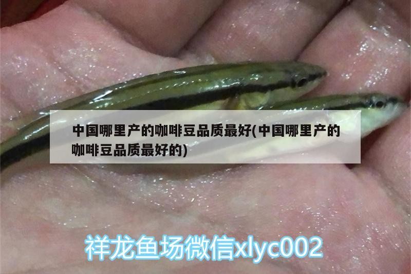 中國哪里產(chǎn)的咖啡豆品質(zhì)最好(中國哪里產(chǎn)的咖啡豆品質(zhì)最好的)