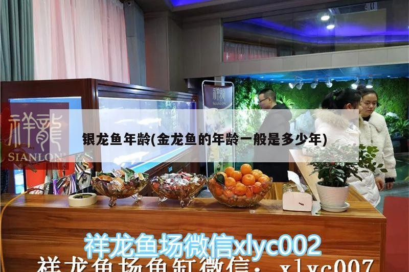 銀龍魚年齡(金龍魚的年齡一般是多少年)