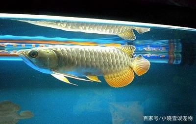 虎魚混養(yǎng)打架：與虎魚混養(yǎng)的注意事項(xiàng)