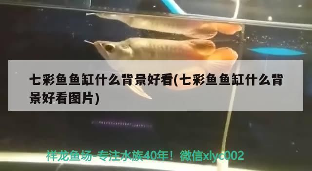 白底黑背養(yǎng)紅龍魚可以嗎:白底黑背養(yǎng)殖紅龍魚的注意事項(xiàng) 紅龍魚百科 第1張 白底黑背養(yǎng)紅龍魚可以嗎:白底黑背養(yǎng)殖紅龍魚的注意事項(xiàng) 白底黑背養(yǎng)紅龍魚可以嗎:白底黑背養(yǎng)殖紅龍魚的注意事項(xiàng) 紅龍魚百科 第1張