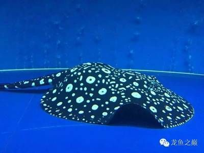 魟魚用什么濾材最好養(yǎng)活：養(yǎng)魟魚時應選擇硬度適中、不易掉渣、份量適中、不易掉渣