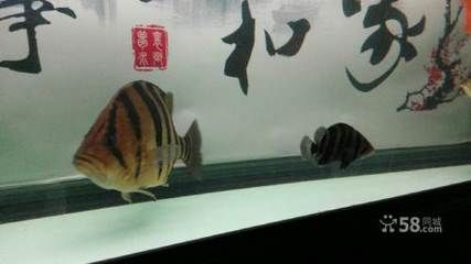 佳木斯龍魚vs祥龍魚場（佳木斯龍魚與祥龍魚場之間的差異） 佳木斯龍魚vs祥龍魚場（佳木斯龍魚與祥龍魚場之間的差異） 全國水族館企業名錄 第6張