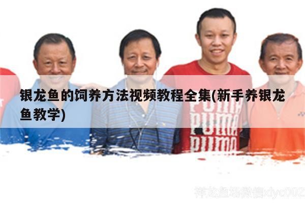 銀龍魚的飼養(yǎng)方法視頻教程全集(新手養(yǎng)銀龍魚教學(xué)) 銀龍魚的飼養(yǎng)方法視頻教程全集(新手養(yǎng)銀龍魚教學(xué)) 銀龍魚百科