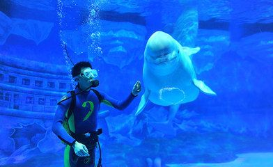成都水族館vs祥龍魚場（成都水族館與祥龍魚場各有側重）