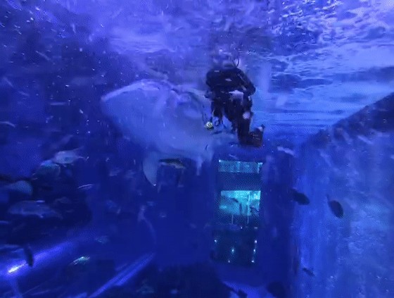 成都水族館vs祥龍魚場（成都水族館與祥龍魚場各有側重）