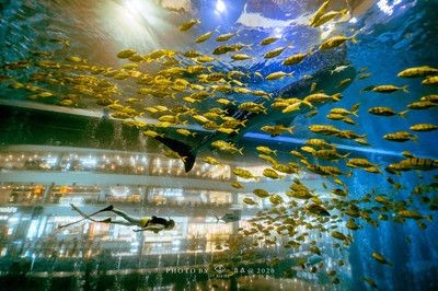 成都水族館vs祥龍魚場（成都水族館與祥龍魚場各有側重）