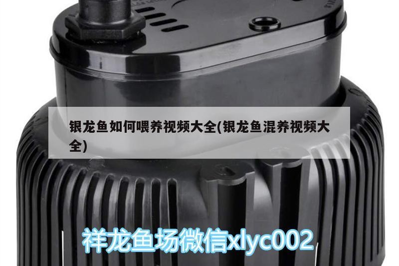 銀龍魚如何喂養視頻大全(銀龍魚混養視頻大全)