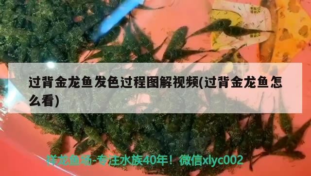 過背金龍魚發色過程圖解視頻(過背金龍魚怎么看)